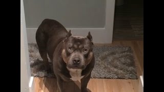 Amazing Funny Talking Dog Bully Pit Bull Compilation [upl. by Biddie]