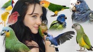 Pros and Cons of These Top 10 Beginner Parrots  Parakeets Conures Parrots and More [upl. by Noroj]