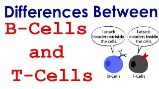 Differences between T lymphocyte and B lymphocyte [upl. by Domonic]