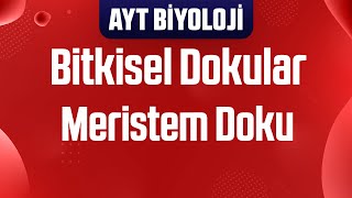 51 Bitkisel Dokular  Meristem Doku [upl. by Giuliana]