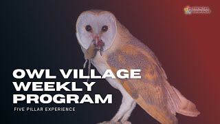 Incredible Places in Bali 2023  Secret Owl Village in Bali [upl. by Ailis]