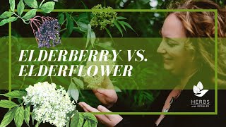 Elderflower vs Elderberry Health Benefits of Elderberry [upl. by Dinse]