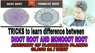 TRICKS TO LEARN DIFFERENCE BETWEEN DICOT ROOT AND MONOCOT ROOTANATOMY OF FLOWERING PLANTS TRICKS [upl. by Madden]