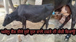 ਘਰੇਲੂ ਵੈੜ ਵਿਕਾਊ one cow for sale 👌👌date 130824cow hf mandianimal love farm [upl. by Leandre609]