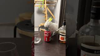 Funny Cockatoo and Coke❤️😍🥰 parrot cockatoos kakadu bird loro funnyest [upl. by Brenner]