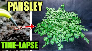 Growing Italian Parsley From Seed Time Lapse 99 Days [upl. by Lliw]