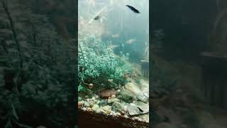 What is Pea Puffers favorite plant [upl. by Ivers]