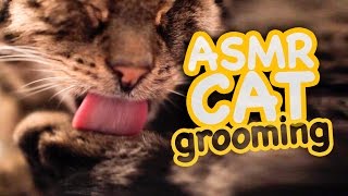 ASMR Cat  Grooming 44 [upl. by Nylime]