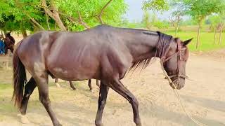 Horse Mating Horses breeding First Time Complete Meeting How To breeding full cross [upl. by Vizza]