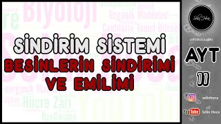 18 Sindirim Sistemi  Besinlerin Sindirimi ve Emilimi [upl. by Mori]