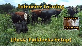 Intensive Grazing Basic Paddocks Setup [upl. by Pearla]