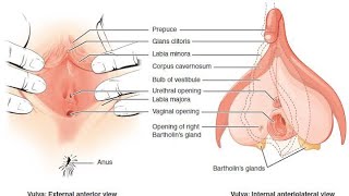 Why Bartholin glands and Bulbourethral glands are Homologues Development from urogenital sinus [upl. by Aitas611]