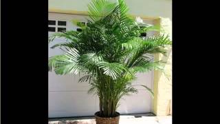 Areca Palm Indoor  House  Home Of Indoor amp Office Plants Picture Collection [upl. by Andersen]