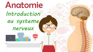 Anatomie  introduction au système nerveux [upl. by Rivkah524]