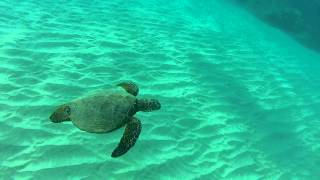 Hapuna Beach Hawaii Snorkeling with Turtles [upl. by Inaej]