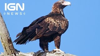 WedgeTailed Eagle Attacks Kangaroo in Sleaford South Australia [upl. by Anujra]