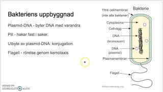 1 Smått och gott Bakterier och virus [upl. by Sellers]