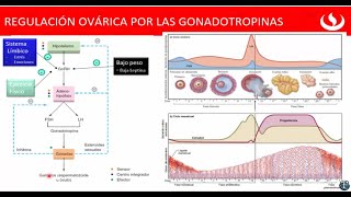 Regulación Ovárica por las Gonadotropinas  Hipotálamo  Hormonas FSH LH  Fase Folicular 👍👍 [upl. by Aineval]