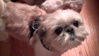 Stella speaking Shih Tzu [upl. by Wiersma]