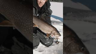 Lake Trout up in Bridge Lake Cariboo icefishing fishing shorts [upl. by Paul]