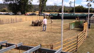 Tasmanian Smithfield yard dog trial [upl. by Benedicto]