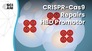 Using CRISPRCas9 to repair the HBD promoter leads to increased production of hemoglobin HbA2 [upl. by Akilam673]