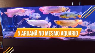 2 ARUANÃ SUPREME RED JUNTAS  MAIS DE R100000 MIL EM PEIXES [upl. by Bunting]