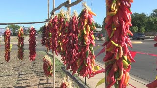 Chimayo Heirloom chile has deep roots [upl. by Ardnuassac406]