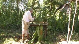 Harvesting Tobacco [upl. by Ybhsa]