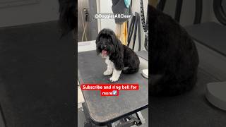 Havanese grooming❤️ cutedog groomingdog doglover funnydog havanese ￼ [upl. by Anelra]