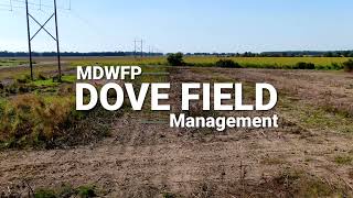 How to Manage a Dove Field in Mississippi [upl. by Hahsia47]