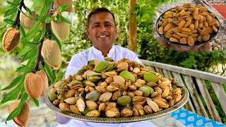 Almond Harvesting Skardu  Badam Halwa Recipe  Almond Farming  Village Food Secrets [upl. by Josephine685]