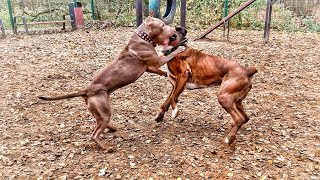 Pitbull vs Boxer dog [upl. by Llekram677]