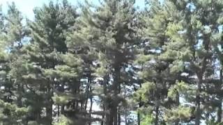 How to Identify Pine Trees [upl. by Osner]