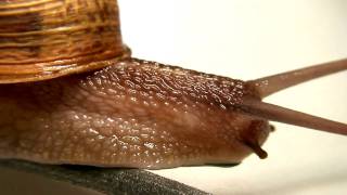 Snail Gastropoda  Macro HD [upl. by Edgardo]