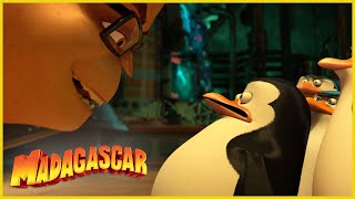 Los pingüinos aprenden sobre el coraje  DreamWorks Madagascar en Español Latino [upl. by Denae]