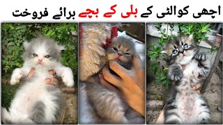 persian kitten for sale  kittens for sale  Persian kittens for sale in Pakistan [upl. by Nila]