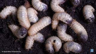 Larvae of the rose beetle Cetoniinae magotts [upl. by Redvers858]