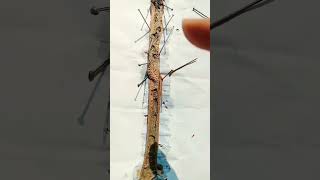 Dissection of Earthwormearthworm nervering shorts viral youtubeshorts bsc msc zoology [upl. by Llehcor]