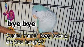 5 Months Old Quaker Parrot Talking  Monk Parrot Talking Quaking  Sounds [upl. by Fablan]