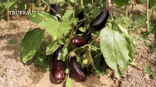 Comment pincer des aubergines   Truffaut [upl. by Attej632]