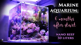 Marine aquarium nano reef 30 liters 6 months after start Relax music video [upl. by Yrruc]