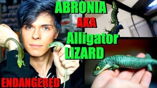 All About The Abronia Graminea  Mexican Alligator Lizard [upl. by Solokin]