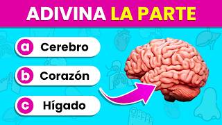 Identifica las PARTES y ÓRGANOS del Cuerpo por la IMAGEN 🫁🤔✅  Test del Cuerpo Humano🧍‍♂️🧍‍♀️ [upl. by Adli]