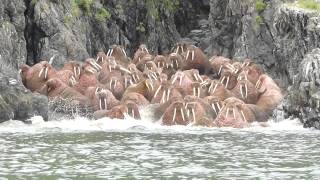 Walrus Encounter [upl. by Burnight]