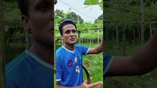 Cutting bottle gourd I লাউ farmers farming লাউ bottlegourd লাউচাষ farmerlife farmerslife [upl. by Anelehs]