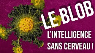 Le Blob Intelligent sans cerveau   Anecdoxos 07 [upl. by Airekal]