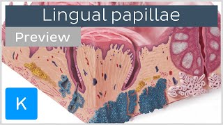 Lingual papillae of the tongue preview  Human Anatomy  Kenhub [upl. by Yssirc561]