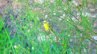 Milheirinhaeuropeia  European Serin Serinus serinus 2024 [upl. by Neelhsa]