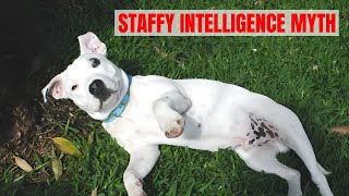 Why Are Staffordshire Bull Terrier Dumb [upl. by Enilatan]